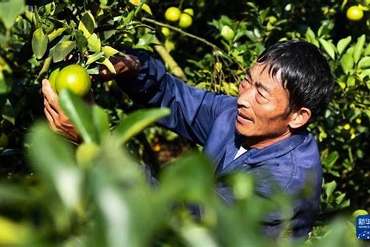 种植绿橙、寿命多？