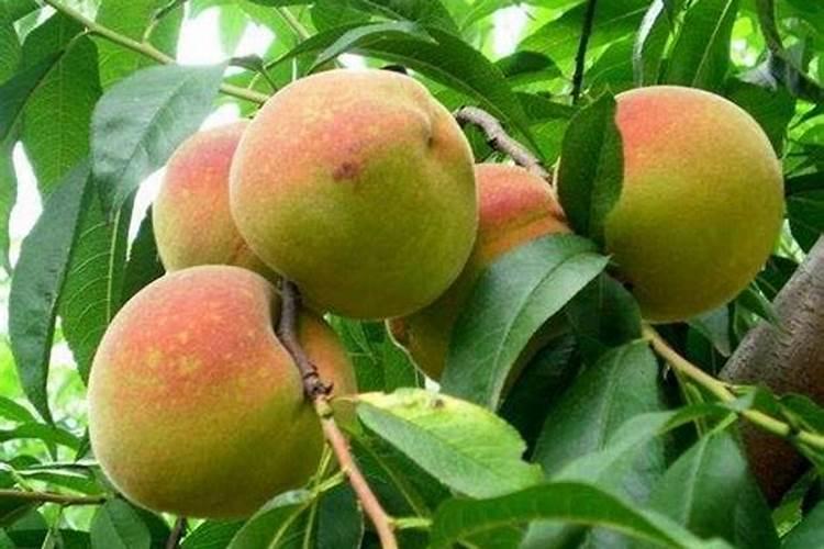 怎么施肥,才能使桃子膨大、增甜效果好？