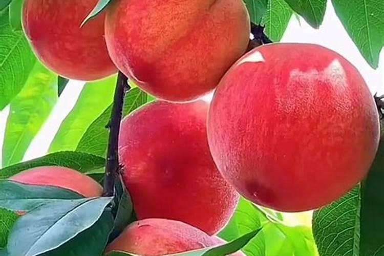 西葫芦露天种植怎么浇水施肥最好