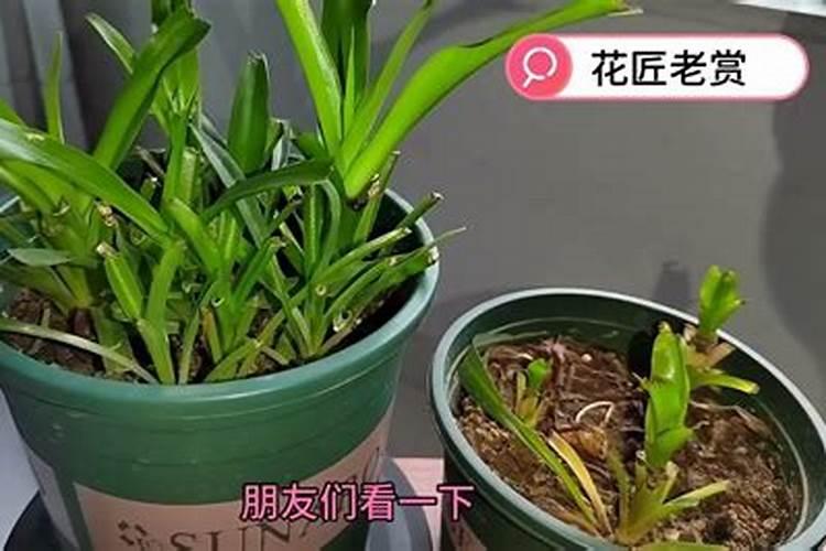 吊兰施肥应该施什么肥料