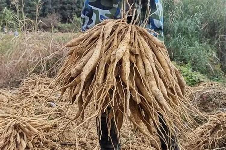 郑州批发价菜价多少钱