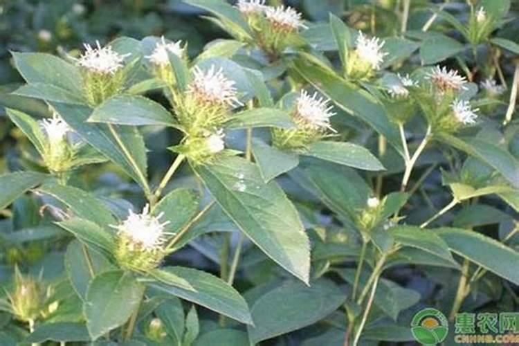 冬天打芸苔素管用吗