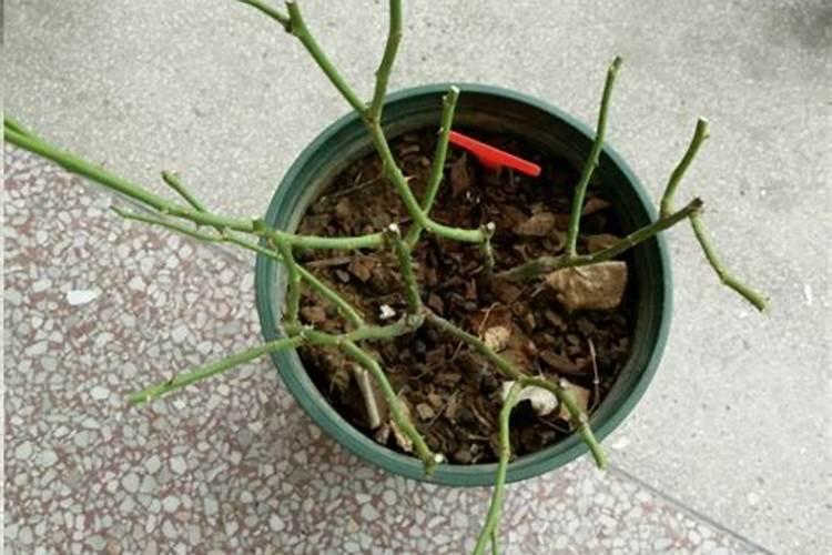 施什么肥让月季花又多又大