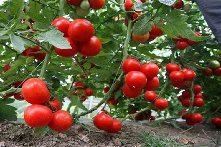 小麦用二铵好还是复合肥好