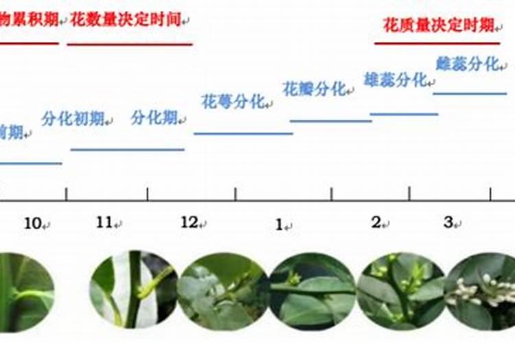 什么肥可促进花芽分化,花芽分化期是什么时候