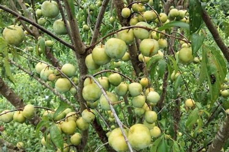 种植出高产的李子树要怎么施肥