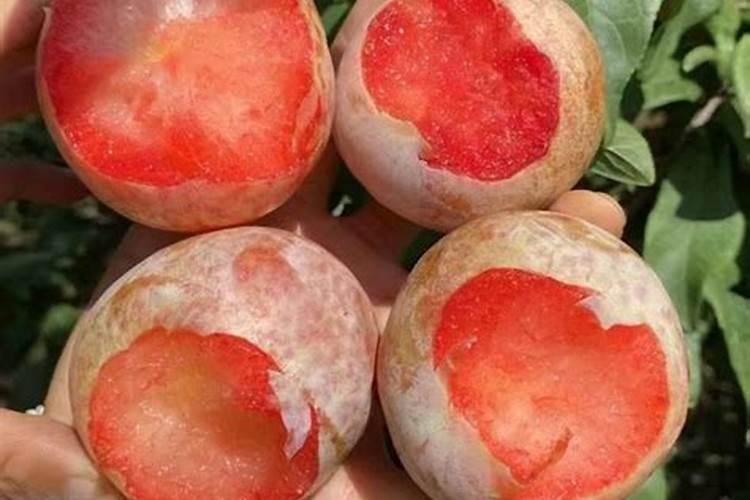 李子怎样管理才能又大又甜(李子增大增甜度用什么方法)