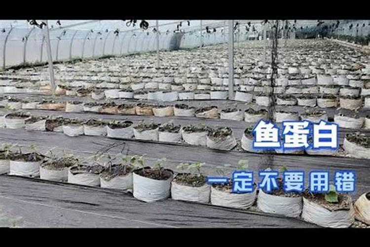 鱼蛋白不能与什么肥料混用,鱼蛋白肥料怎么制作