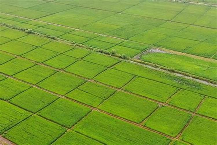 葡萄增甜叶面肥一亩地用多少,叶面肥使用注意事项,如何快速膨大？