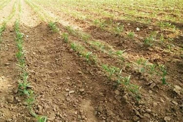 硫酸钾肥有啥作用