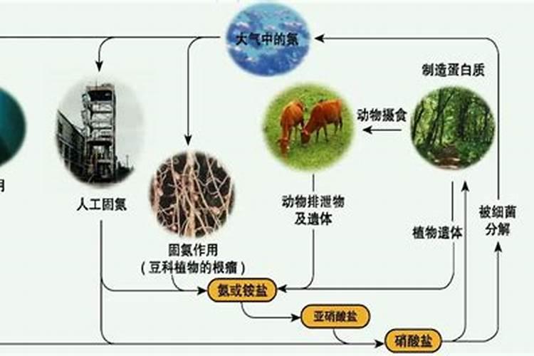 养花用有机肥好还是复合肥好