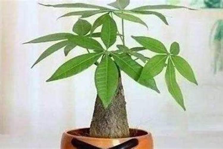 使用滴灌施肥需要注意什么