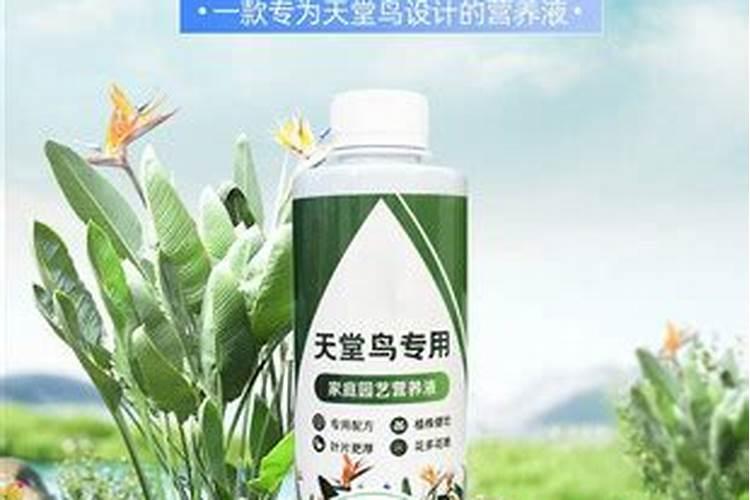沙糖桔引起菠萝果了还可以喷钾叶面肥吗？