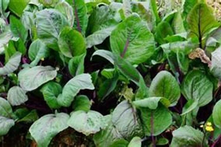 红菜苔施什么肥料好,红菜苔施肥注意事项