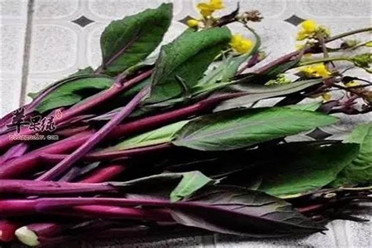 红菜苔施肥方法