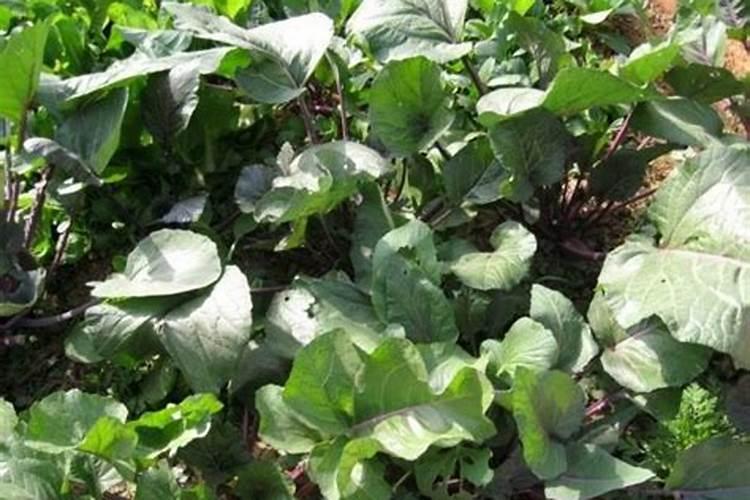 红菜苔什么时候种