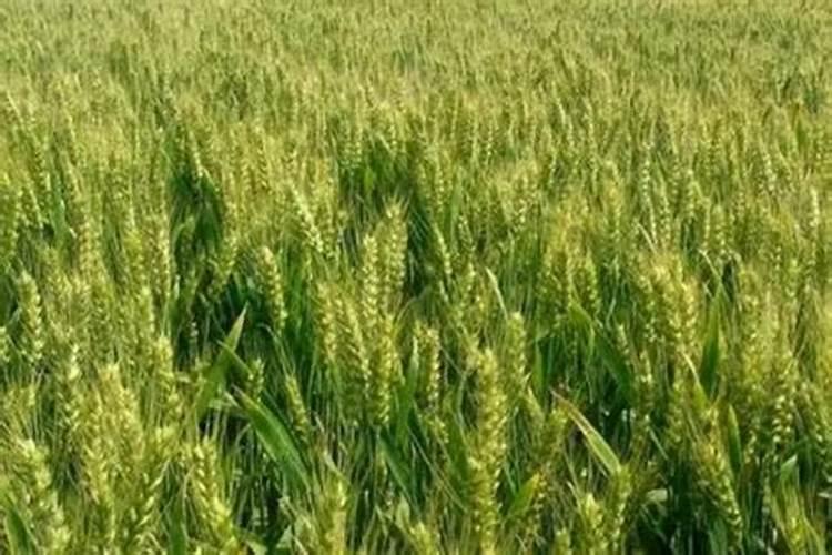 水稻齐穗倒伏的原因及解决方法