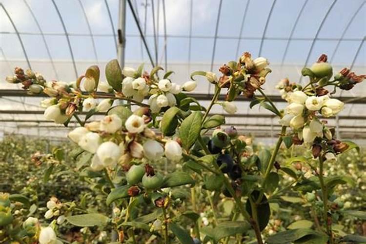 小油菜北方种植时间和方法