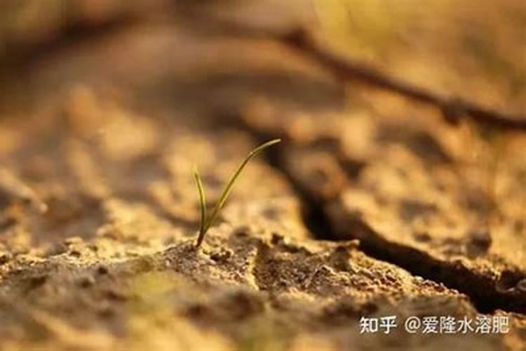 棉花戴帽出土喷什么叶面肥好？