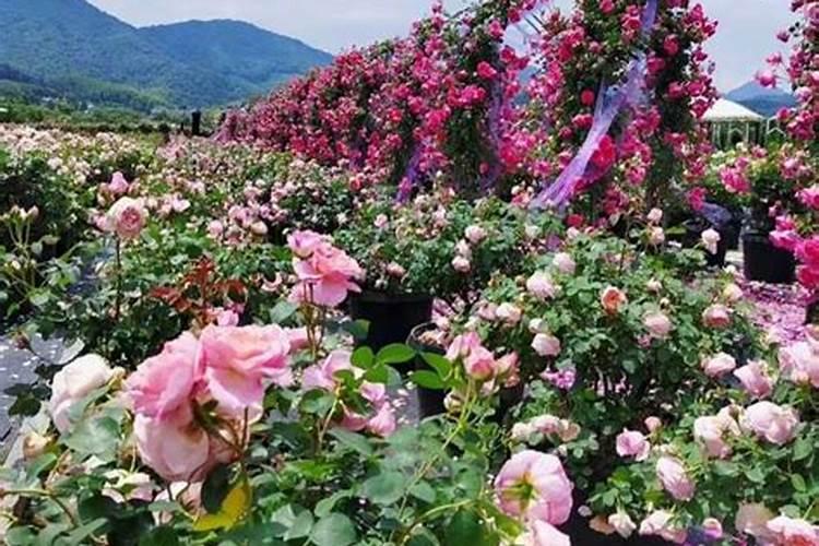 怎么给月季使用复合肥