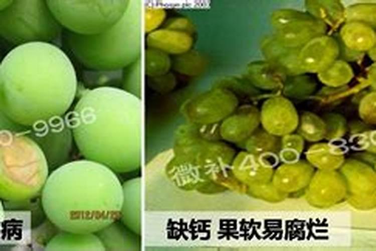 葡萄补钙最佳时间(给葡萄补钙季节什么钙肥最好)