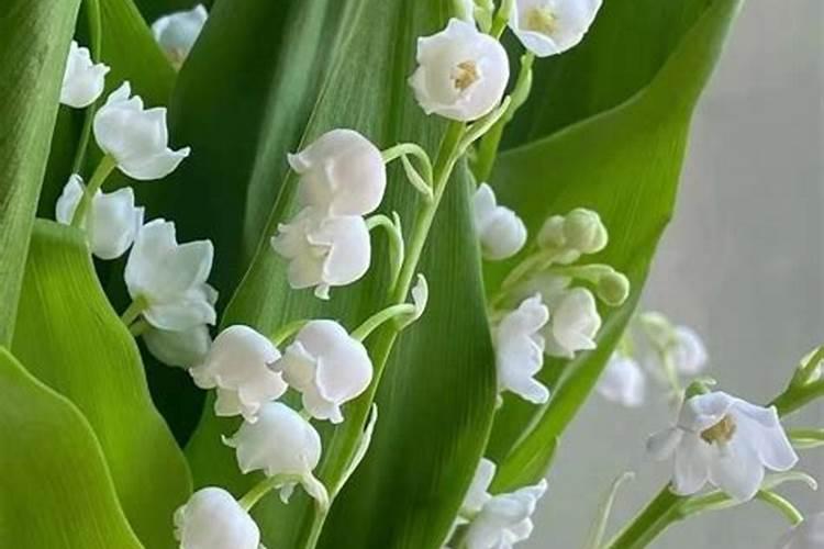 铃兰花养殖方法注意事项有哪些