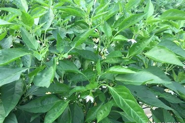 工业锅炉是怎么分类的？100T/H是指的什么？