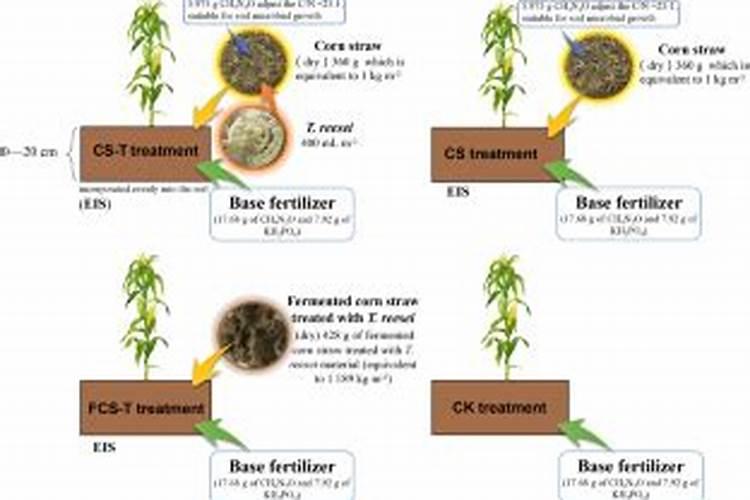 玉米叶面施肥九点前打好吗？