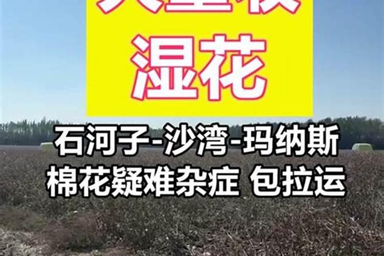 虎刺梅施肥方法