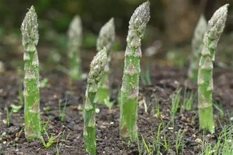 芦笋施什么肥最好