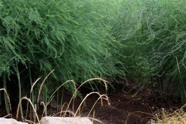 芦笋用什么肥料好,现在笋子还没有。