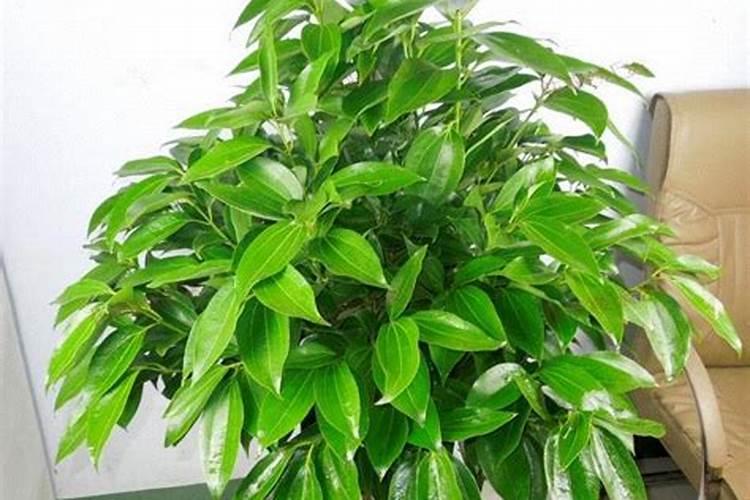 哪些蔬菜属于深绿色叶菜