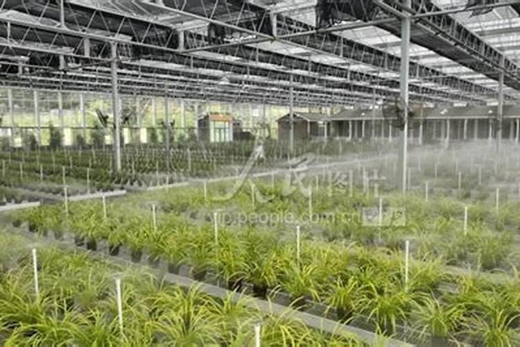 钾钙硼肥有哪些