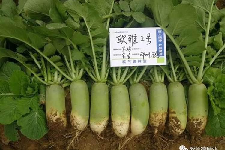 购买芸苔素,从价格和效果来看哪个厂家的性价比高？