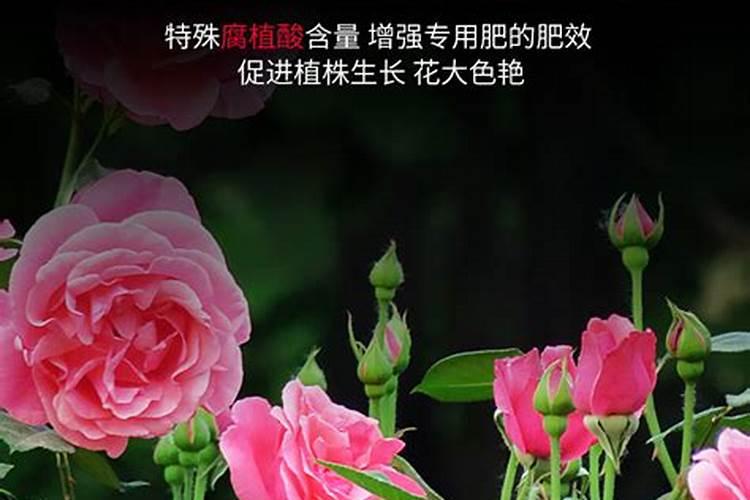 冬季月季还要施肥吗施什么肥让月季花又多又大