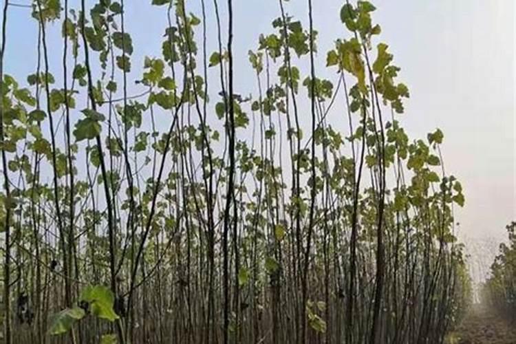 小麦能用几次芸苔素