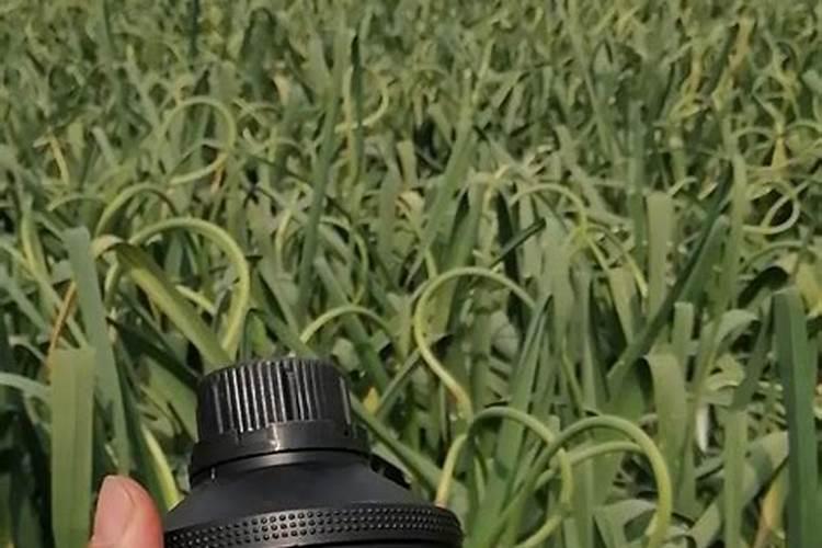 水溶性肥料市场研究报告