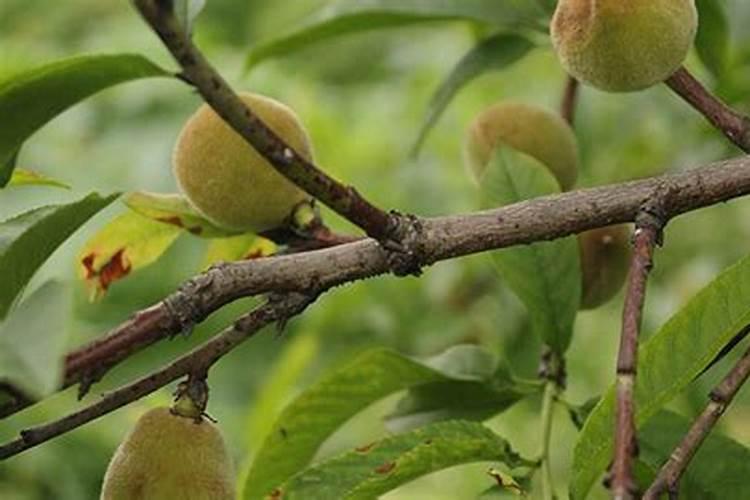 养鱼的鱼缸水发臭