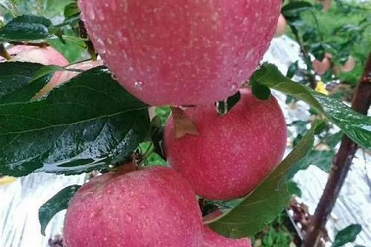 葡萄何时施肥施什么肥