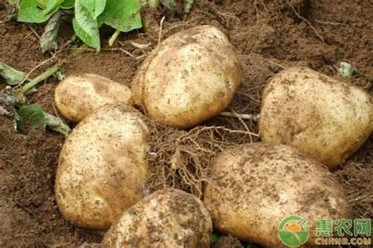 土豆可以用尿素施肥吗 开花前可以使用吗