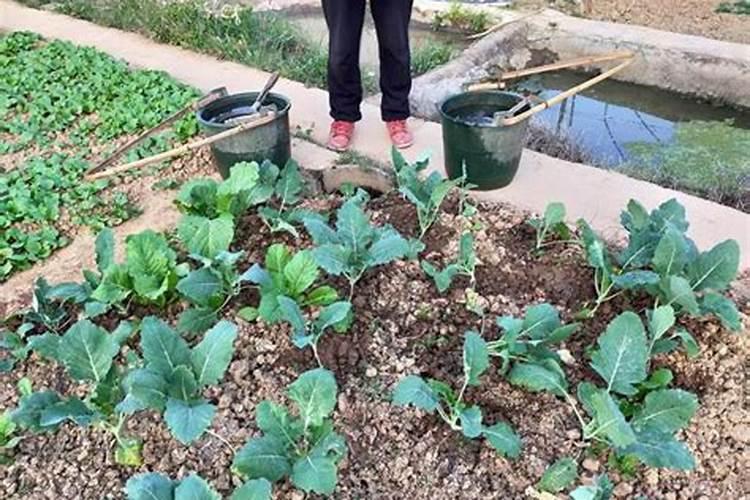 氮肥过量会烧苗吗