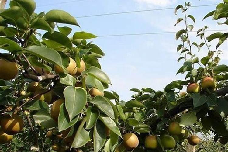 西瓜座果期用什么水溶肥效果好？西瓜结果期冲施什么肥料好？