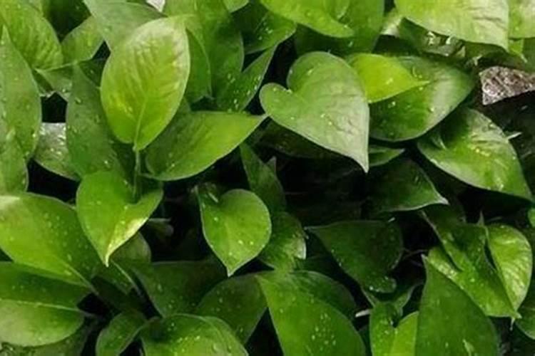 双效泡打粉可以炸油条吗