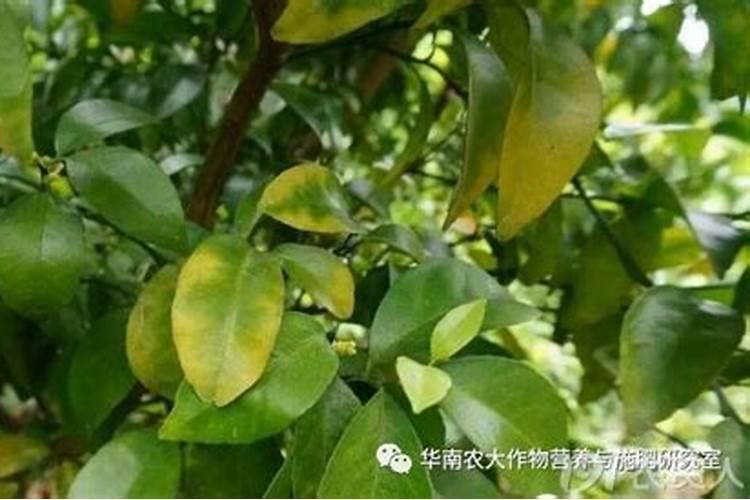 大家好我家橘子树叶有点问题了,都不知道是什么病啊请大家帮帮忙看下百...