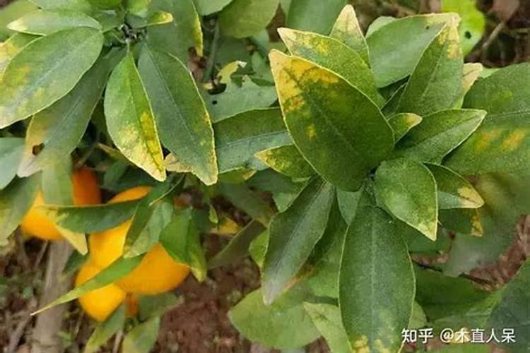 营养元素  12种常见营养素缺乏时的表现及补充