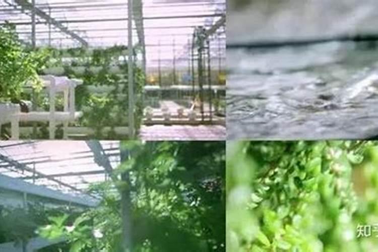 膨果期能打芸苔素吗