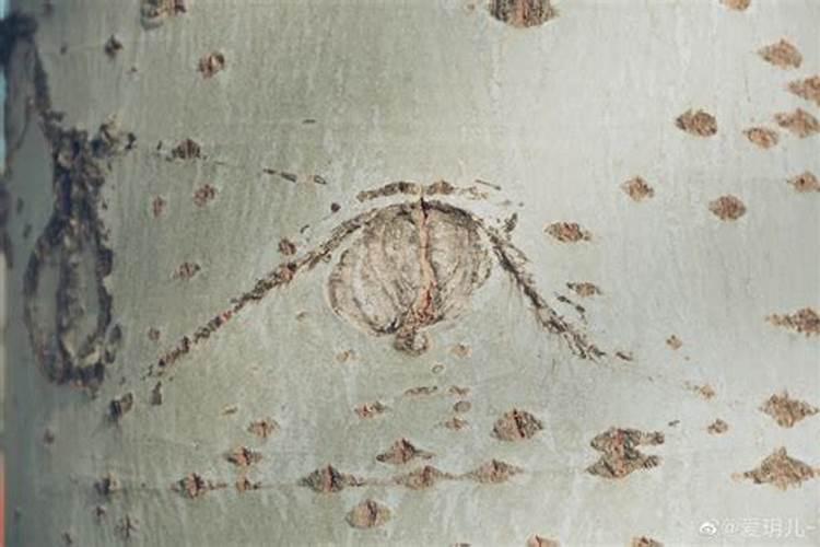 葡萄突然黄叶是怎么回事