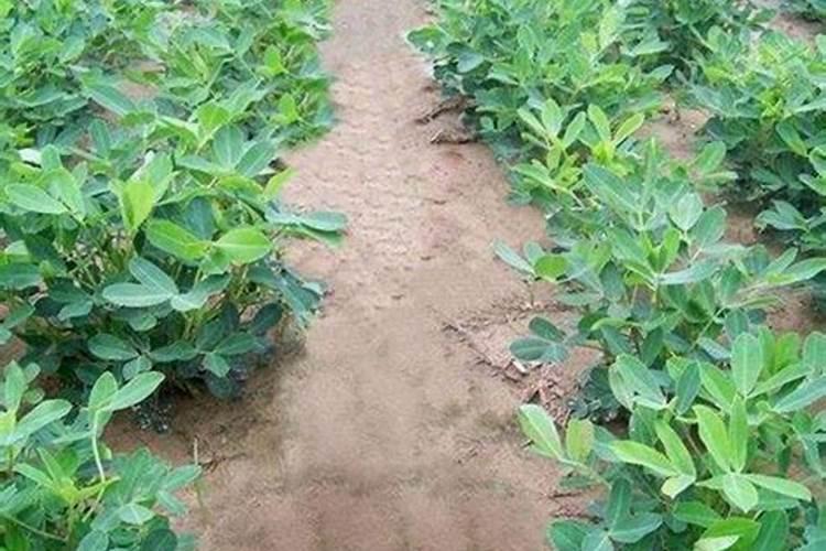 种花生必须要施肥么？