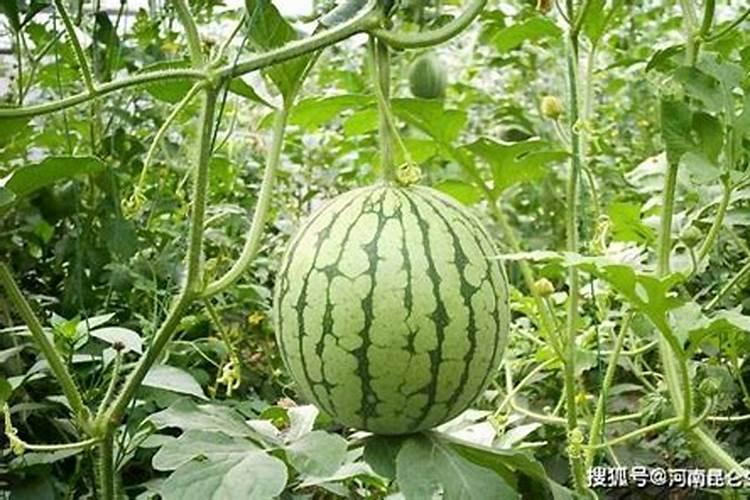 钾盐和钾肥的区别
