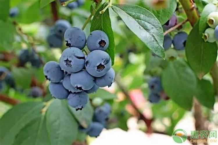 种西红柿用什么肥料最好